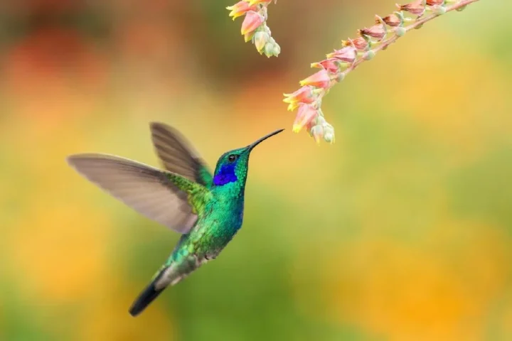 12 curiosidades del colibrí el ave más pequeña de nuestro planeta