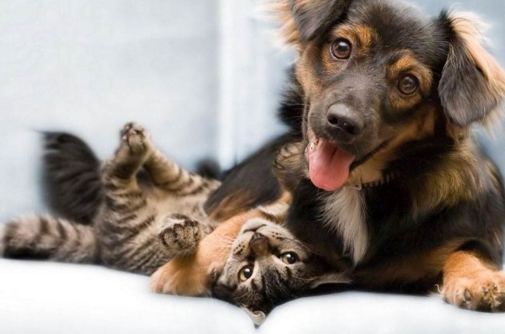 María Juana prepara una nueva jornada de castración masiva de perros y gatos